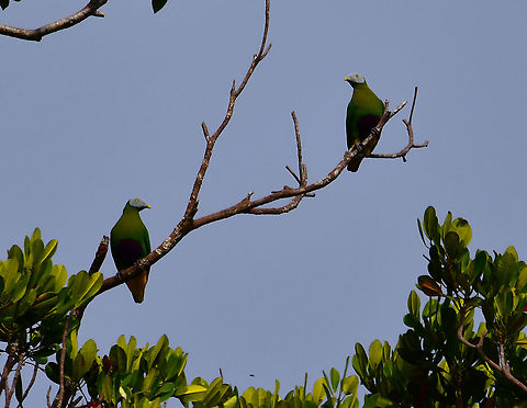 Grey-headed Fruit Dove - Ptilinopus hyogastrus There are all kinds of tiny fruit doves at the tree tops in Halmahera, all of them with very cute shapes and colors. They can also perch really far at the top of the canopy so geting a closer pic of them can be quite challenging.

More on this species here:
https://ebird.org/species/gyhfrd1
 Fall,Geotagged,Grey-headed fruit dove,Indonesia,Ptilinopus hyogastrus