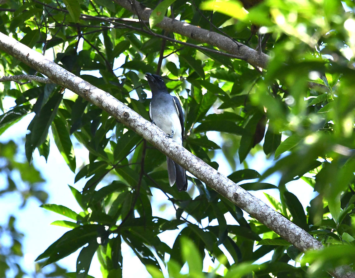 Moluccan cuckooshrike - Coracina atriceps <a href="https://ebird.org/species/molcus1" rel="nofollow">https://ebird.org/species/molcus1</a> Coracina atriceps,Fall,Geotagged,Indonesia,Moluccan cuckooshrike