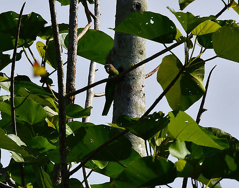 Red-cheeked Parrot - Geoffroyus geoffroyi Making a nest in a tree.
More info on this species here:
https://ebird.org/species/recpar2 Fall,Geoffroyus geoffroyi,Geotagged,Indonesia,Red-cheeked parrot