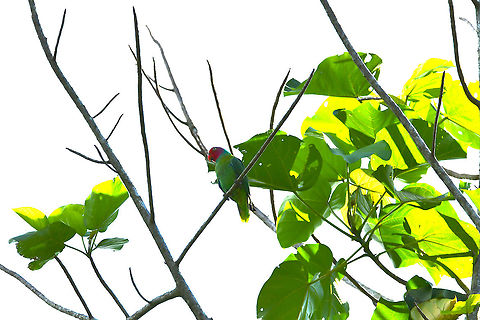 Red-cheeked Parrot - Geoffroyus geoffroyi This is another picture with brightness enhanced to show better the colors of this parrot. Fall,Geoffroyus geoffroyi,Geotagged,Indonesia,Red-cheeked parrot