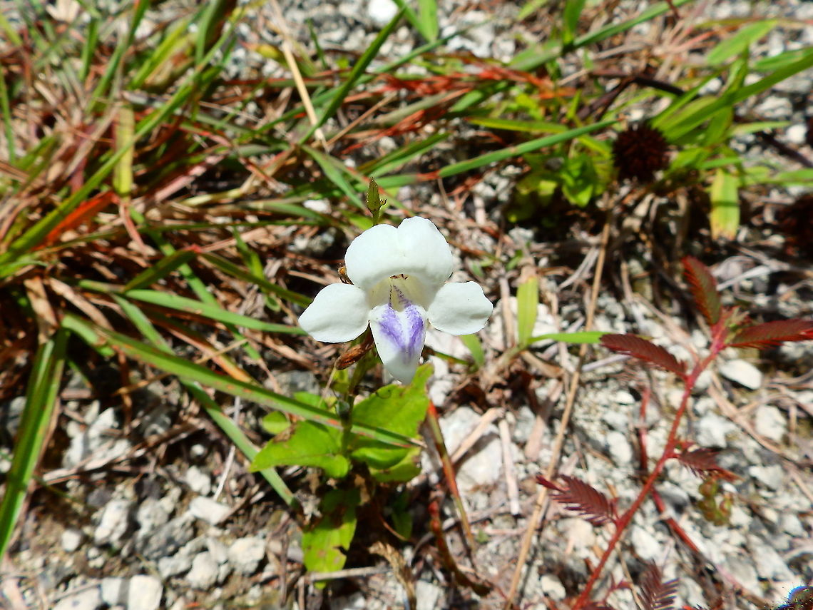 Chinese Violet - Asystasia gangetica ssp.micrantha Seen in the borders of the forest on a side of the road.<br />
Halmahera, Indonesia. Asystasia gangetica,Chinese violet,Fall,Geotagged,Indonesia