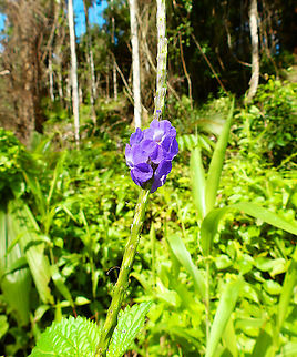 Stachytarpheta cayennensis Species introduced in Indonesia. Tentative as it could also be S. jamaicensis.
https://www.cabi.org/isc/datasheet/117322 Fall,Geotagged,Indonesia,Stachytarpheta cayennensis