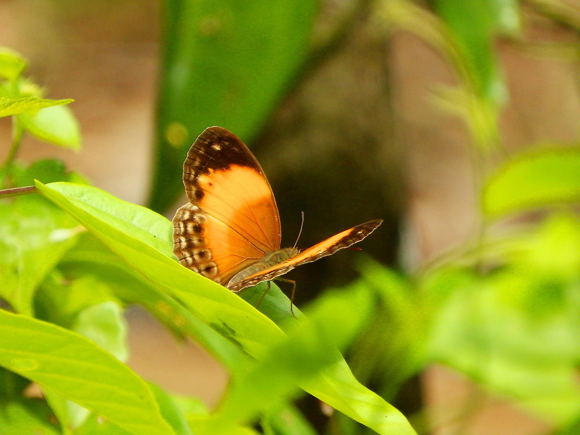 Brush-Footed Butterfly - Cupha myronides Tentative based on image in this link:<br />
<a href="https://www.flickriver.com/photos/still-air/50110980786/" rel="nofollow">https://www.flickriver.com/photos/still-air/50110980786/</a> Brush-Footed Butterfly,Cupha myronides,Fall,Geotagged,Indonesia