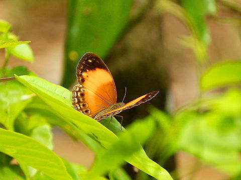 Brush-Footed Butterfly - Cupha myronides Tentative based on image in this link:
https://www.flickriver.com/photos/still-air/50110980786/ Brush-Footed Butterfly,Cupha myronides,Fall,Geotagged,Indonesia