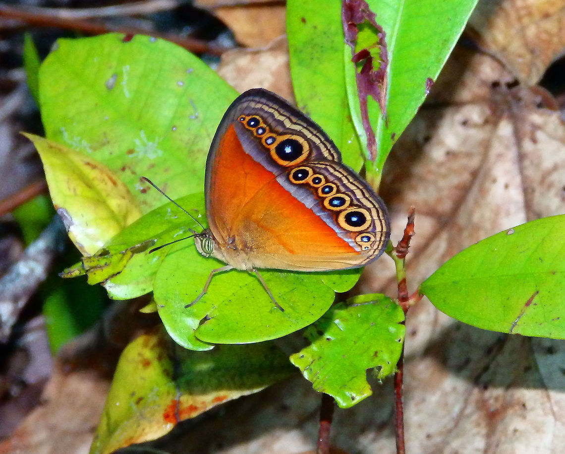 Bushbrown Mycalesis messene - Mycalesis messene Tentative, based on images:<br />
<a href="https://www.flickr.com/photos/still-air/31546014145" rel="nofollow">https://www.flickr.com/photos/still-air/31546014145</a><br />
<a href="https://commons.wikimedia.org/wiki/Category:Mycalesis_messene#/media/File:Illustrations_of_new_species_of_exotic_butterflies_Mycalesis_II.jpg" rel="nofollow">https://commons.wikimedia.org/wiki/Category:Mycalesis_messene#/media/File:Illustrations_of_new_species_of_exotic_butterflies_Mycalesis_II.jpg</a> Bushbrown Mycalesis messene,Fall,Geotagged,Indonesia,Mycalesis messene