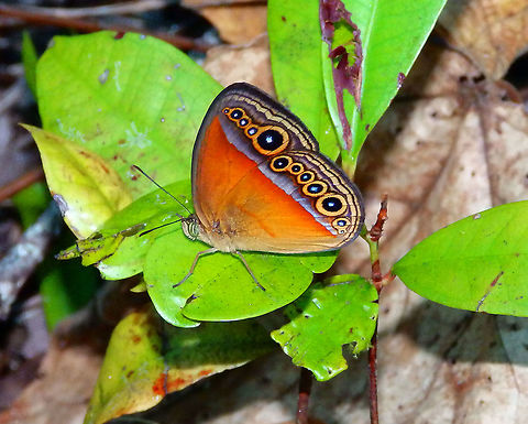 Bushbrown Mycalesis messene - Mycalesis messene Tentative, based on images:
https://www.flickr.com/photos/still-air/31546014145
https://commons.wikimedia.org/wiki/Category:Mycalesis_messene#/media/File:Illustrations_of_new_species_of_exotic_butterflies_Mycalesis_II.jpg Bushbrown Mycalesis messene,Fall,Geotagged,Indonesia,Mycalesis messene