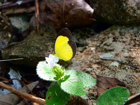 Sulphur Butterfly - Eurema candida  Eurema candida,Fall,Geotagged,Indonesia,Sulphur Butterfly Eurema candida