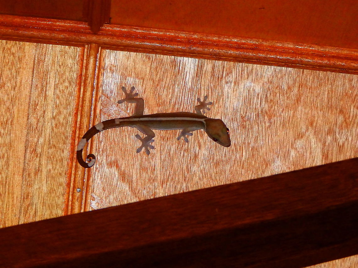 Lined Gecko - Gekko vittatus One of the biggest geckos I have seen, it was one of our night visitors in our cabin in Halmahera :-) Fall,Gekko vittatus,Geotagged,Indonesia,Lined gecko