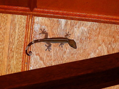 Lined Gecko - Gekko vittatus One of the biggest geckos I have seen, it was one of our night visitors in our cabin in Halmahera :-) Fall,Gekko vittatus,Geotagged,Indonesia,Lined gecko