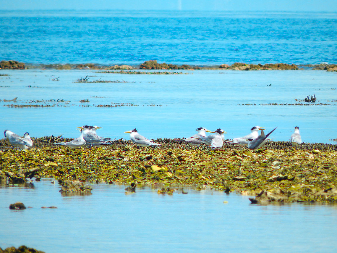 Greater crested tern - Thalasseus bergii  Fall,Geotagged,Greater crested tern,Indonesia,Thalasseus bergii
