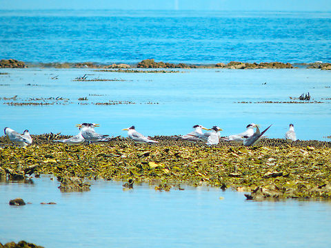 Greater crested tern - Thalasseus bergii  Fall,Geotagged,Greater crested tern,Indonesia,Thalasseus bergii