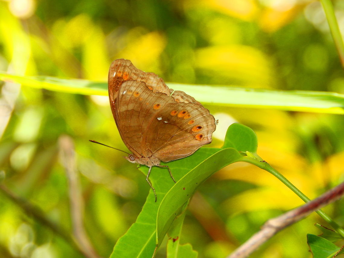 Brown Pansy - Junonia hedonia  Brown Pansy,Fall,Geotagged,Indonesia,Junonia hedonia