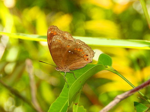 Brown Pansy - Junonia hedonia  Brown Pansy,Fall,Geotagged,Indonesia,Junonia hedonia