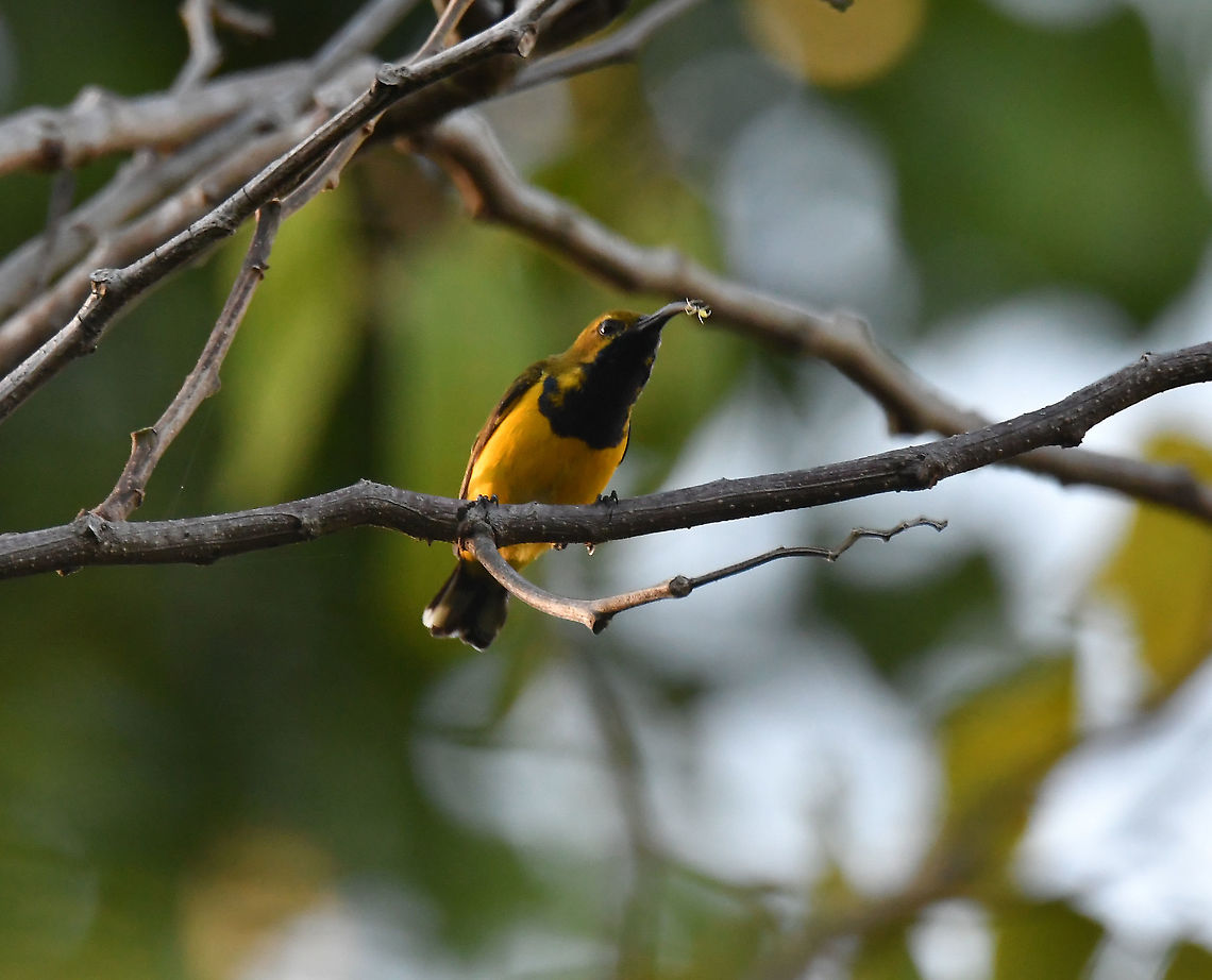 Olive-backed Sunbird - Cinnyris jugularis subsp clementiae <a href="https://avibase.bsc-eoc.org/species.jsp?avibaseid=284AC3ED94AEED98" rel="nofollow">https://avibase.bsc-eoc.org/species.jsp?avibaseid=284AC3ED94AEED98</a> Cinnyris jugularis,Fall,Geotagged,Indonesia,Olive-backed Sunbird