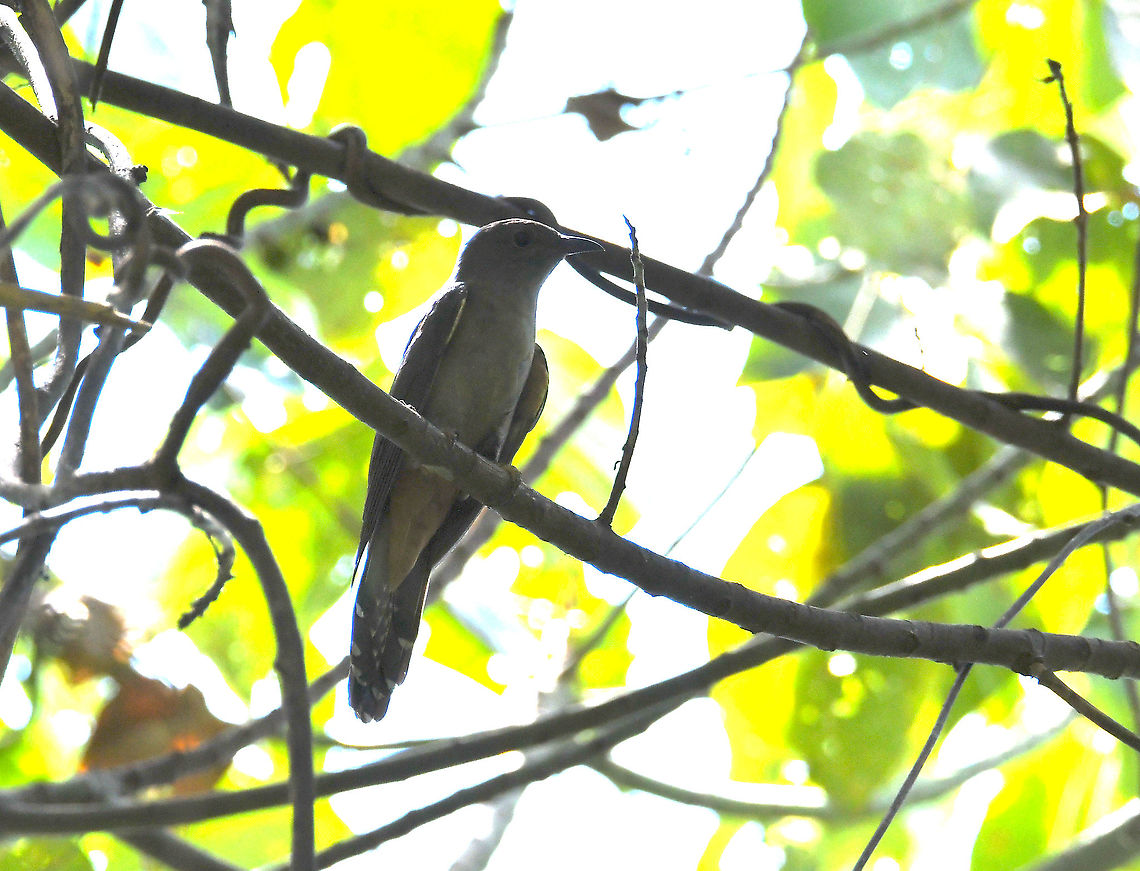 Moluccan Cuckoo - Cacomantis aeruginosus <a href="https://ebird.org/species/molcuc1" rel="nofollow">https://ebird.org/species/molcuc1</a> Cacomantis aeruginosus,Fall,Geotagged,Indonesia,Moluccan cuckoo