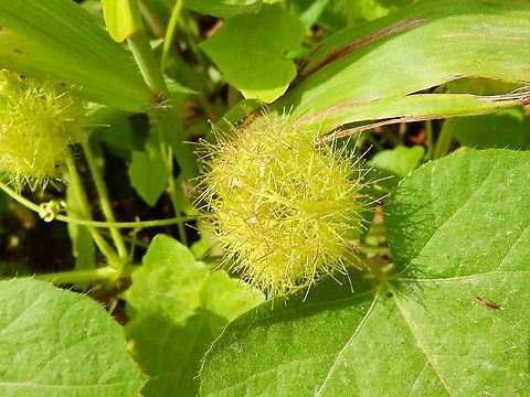 Stinking passionflower - Passiflora foetida Non-native, introduced in the Moluccan Islands. Fall,Geotagged,Indonesia,Passiflora foetida,Stinking passionflower