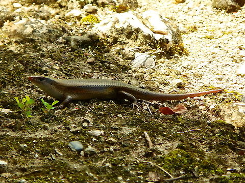 Indonesian Brown Rainbow Skink - Carlia fusca  Carlia fusca,Fall,Geotagged,Indonesia