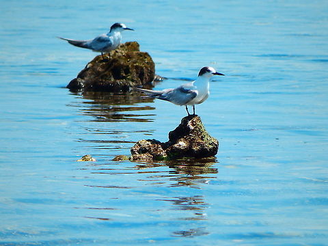 Common tern - Sterna hirundo (juveniles)  Common tern,Fall,Geotagged,Indonesia,Sterna hirundo