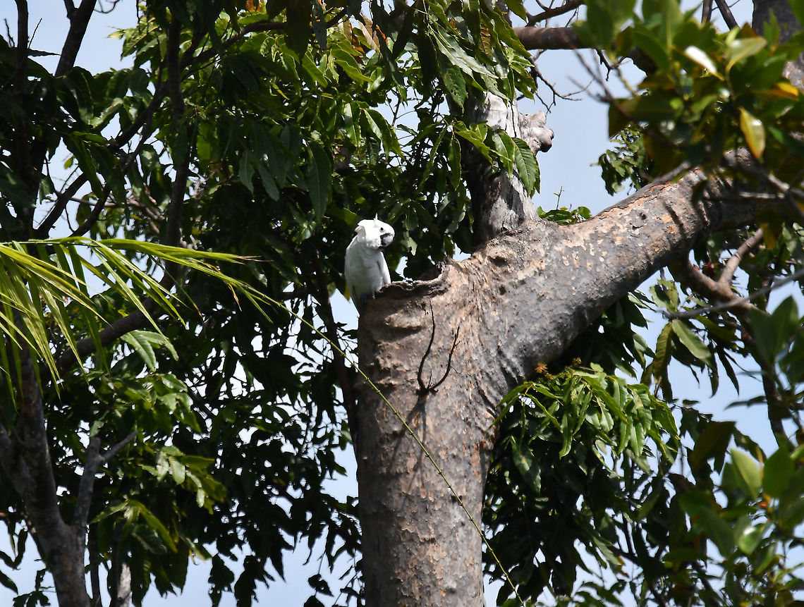 White Cockatoo - Cacatua alba Our first sight of a white cockatoo nesting in the wild!<br />
 Cacatua alba,Fall,Geotagged,Indonesia,White Cockatoo