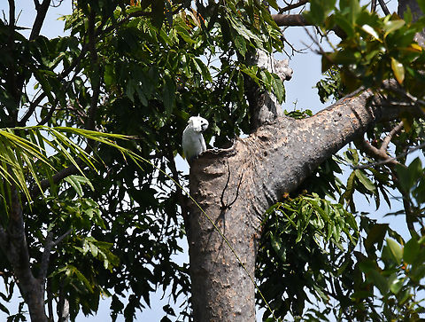 White Cockatoo - Cacatua alba Our first sight of a white cockatoo nesting in the wild!
 Cacatua alba,Fall,Geotagged,Indonesia,White Cockatoo
