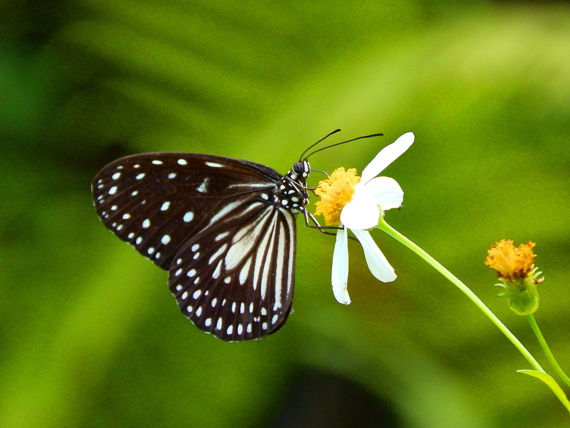Ideopsis? I am afraid it is going to populate my group of uniedntified species for a while.. Fall,Geotagged,Indonesia