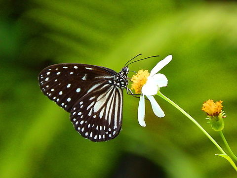 Ideopsis? I am afraid it is going to populate my group of uniedntified species for a while.. Fall,Geotagged,Indonesia