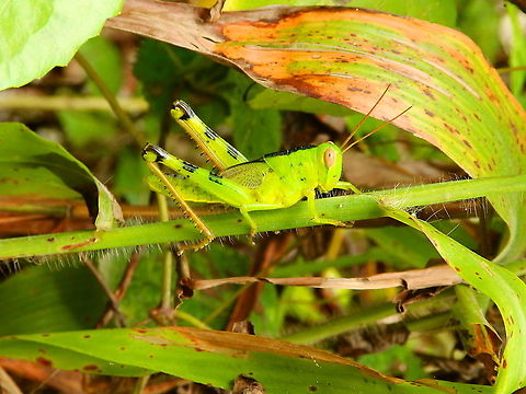 Valanga irregularis Big, like 10 cm or more in length!
Tentative ID Fall,Geotagged,Giant Grasshopper,Indonesia,Valanga irregularis
