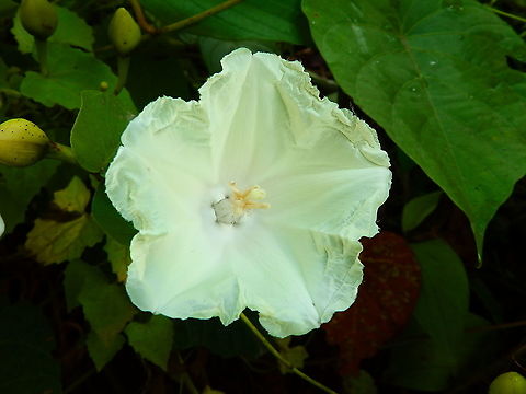 Moonflower - Ipomoea alba Another introduced species now spread on low forest areas next to roads in Halmahera. Fall,Geotagged,Indonesia,Ipomoea alba,Moonflower