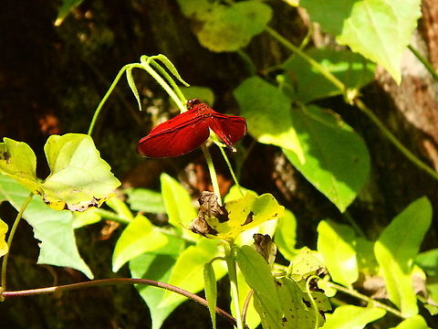 Indonesian Red-winged Dragonfly - Neurothemis terminata  Fall,Geotagged,Indonesia,Indonesian Red-winged Dragonfly,Neurothemis terminata