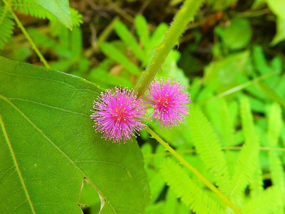Mimosa pudica Peering out in between leaves of other plants :-) Fall,Geotagged,Indonesia,Mimosa pudica,mimosa pudica