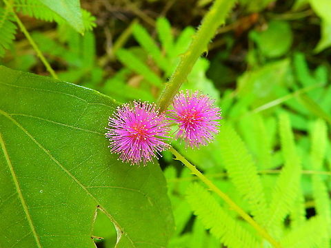 Mimosa pudica Peering out in between leaves of other plants :-) Fall,Geotagged,Indonesia,Mimosa pudica,mimosa pudica