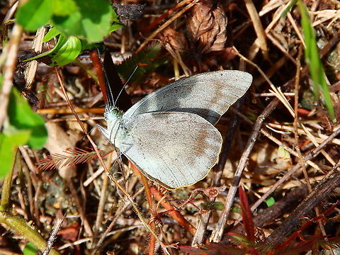 Albatross Butterfly - Appias placidia  Albatross Butterfly,Appias placidia,Fall,Geotagged,Indonesia