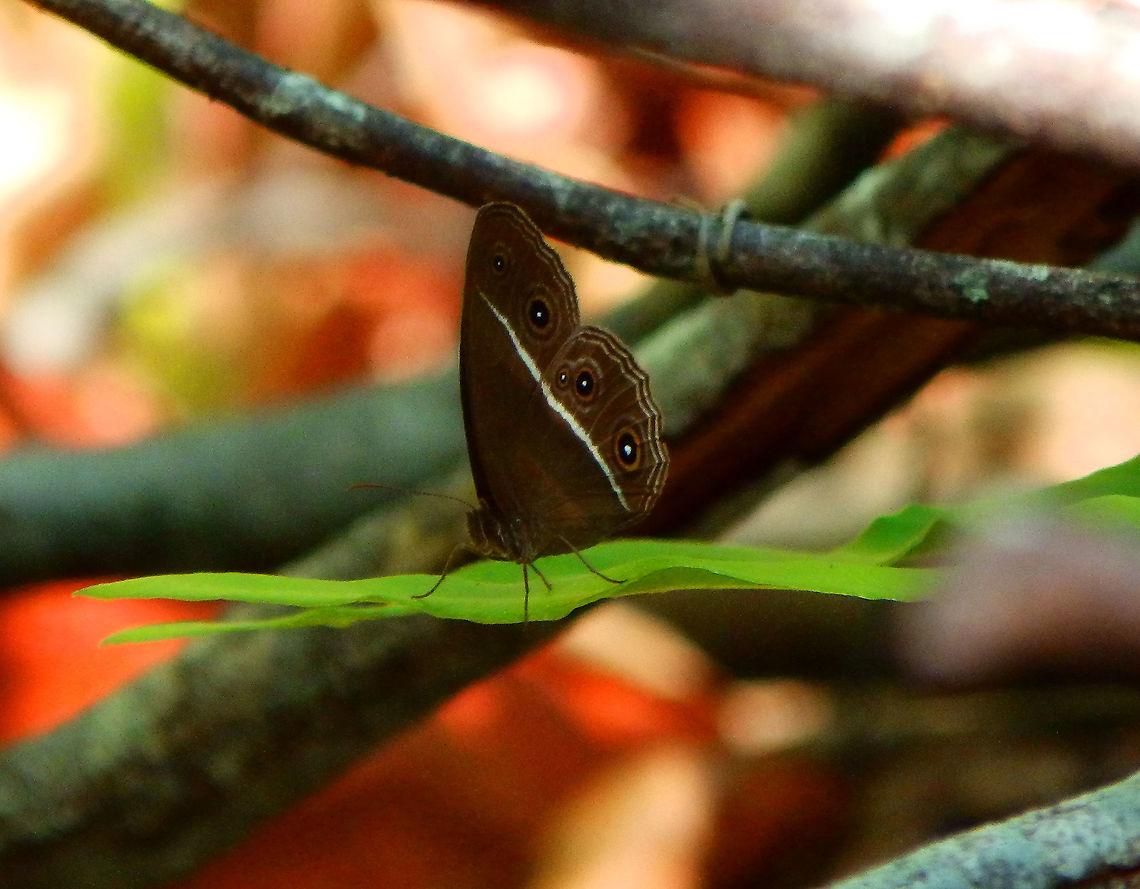 Dark grass-brown- Orsotriaena medus <a href="https://www.learnaboutbutterflies.com/Malaysia" rel="nofollow">https://www.learnaboutbutterflies.com/Malaysia</a> - Orsotriaena medus.htm Dark grass-brown,Fall,Geotagged,Indonesia,Orsotriaena medus