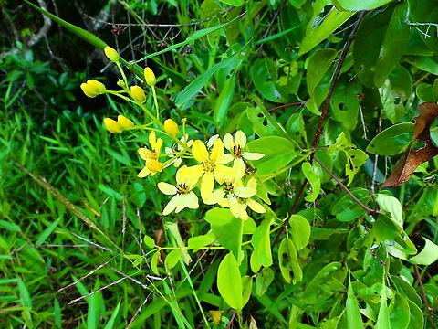 Tristellateia australasiae Seen in an area of mangroves close to shoreline. Fall,Geotagged,Indonesia,Maiden's jealousy,Tristellateia australasiae