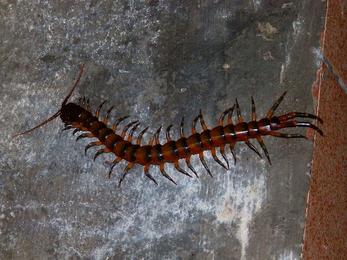 Scolopendra subspinipes The biggest centipede I&#039;ve ever seen in my life! Almost as long as the 42 size foot of my husband! Seen at night just in the terrace of our cabin in Halmahera. Fall,Geotagged,Indonesia,Scolopendra,Scolopendra subspinipes