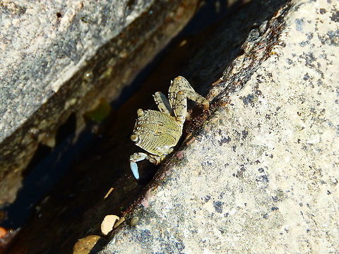 Grapsus albolineatus  Fall,Geotagged,Grapsus albolineatus,Indonesia