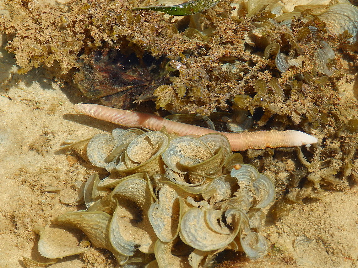 Peanut Worm - Sipunculus nudus Saw it during low tide next to the shoreline. Apparently edible!<br />
<section class="video"><iframe width="448" height="282" src="https://www.youtube-nocookie.com/embed/v3MN053LAHA?hd=1&autoplay=0&rel=0" frameborder="0" allowfullscreen></iframe></section> Fall,Geotagged,Indonesia,Sipunculus nudus