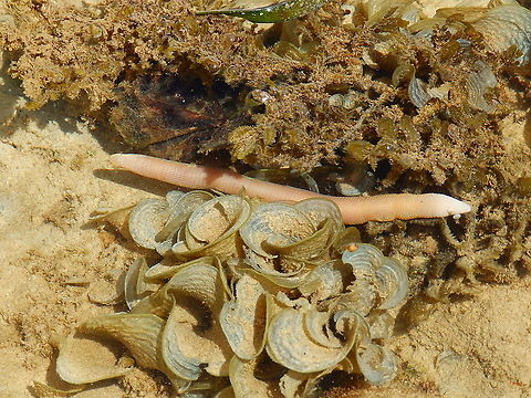 Peanut Worm - Sipunculus nudus Saw it during low tide next to the shoreline. Apparently edible!
https://www.youtube.com/watch?v=v3MN053LAHA Fall,Geotagged,Indonesia,Sipunculus nudus