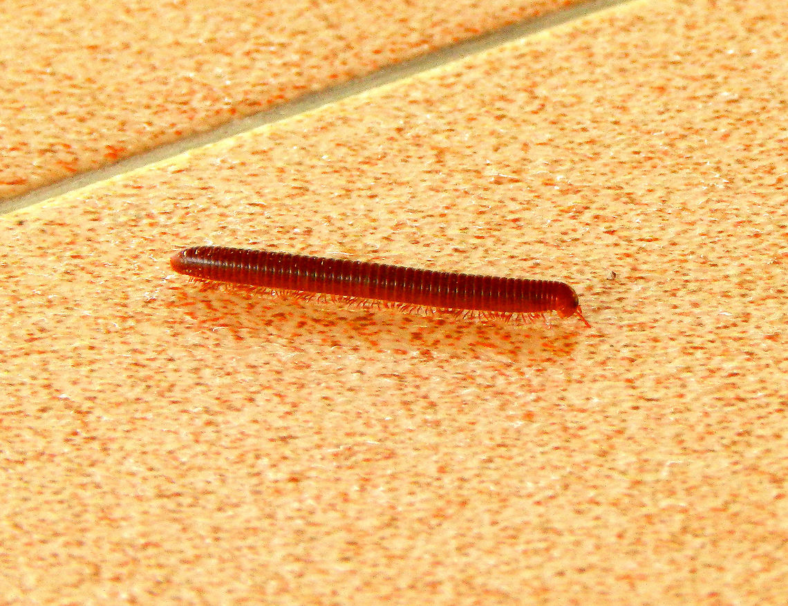 Rusty Millipede This one was going very fast through our terrace so this is the best whot I could get. We got them as night visitors on the floors of our cabin as well. Luckily we did not step on them! Fall,Geotagged,Indonesia,Trigoniulus corallinus