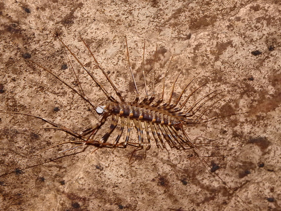 Thereuopoda longicornis As it soemtimes happens, looking for one species I find anotehr for a long made uniedntified spotting.<br />
This critter was seen in the cavern of Gomantong in Sabah, Borneo (2015). This cavern must have really been an inspiration for the Indiana Jones and the Temple of Doom movie!  Fall,Geotagged,Malaysia,Thereuopoda longicornis