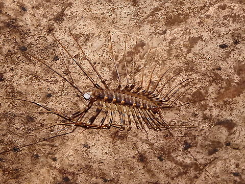 Thereuopoda longicornis As it soemtimes happens, looking for one species I find anotehr for a long made uniedntified spotting.
This critter was seen in the cavern of Gomantong in Sabah, Borneo (2015). This cavern must have really been an inspiration for the Indiana Jones and the Temple of Doom movie!  Fall,Geotagged,Malaysia,Thereuopoda longicornis