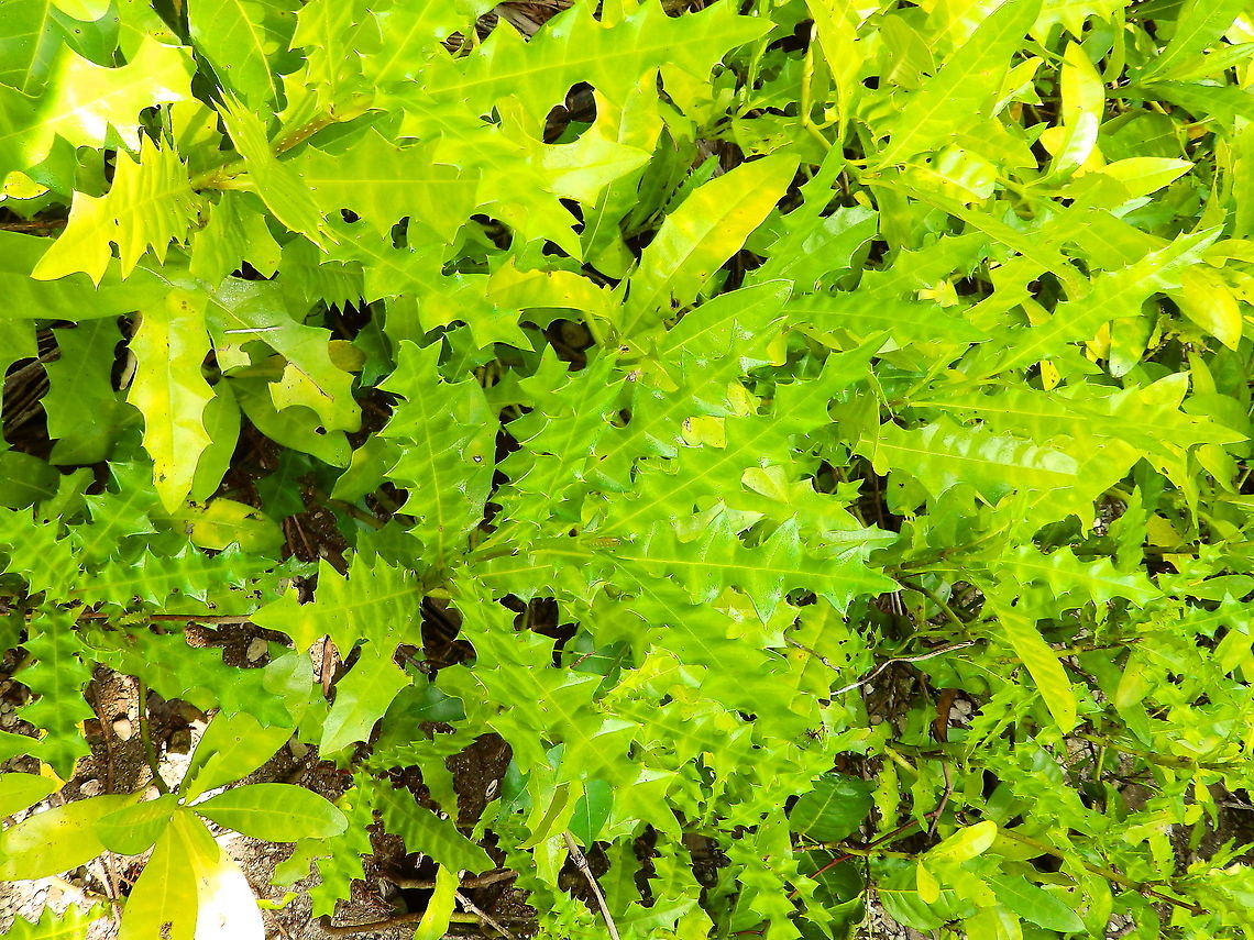 Acanthus ebracteatus  Acanthus ebracteatus,Fall,Geotagged,Indonesia