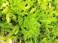 Acanthus ebracteatus  Acanthus ebracteatus,Fall,Geotagged,Indonesia