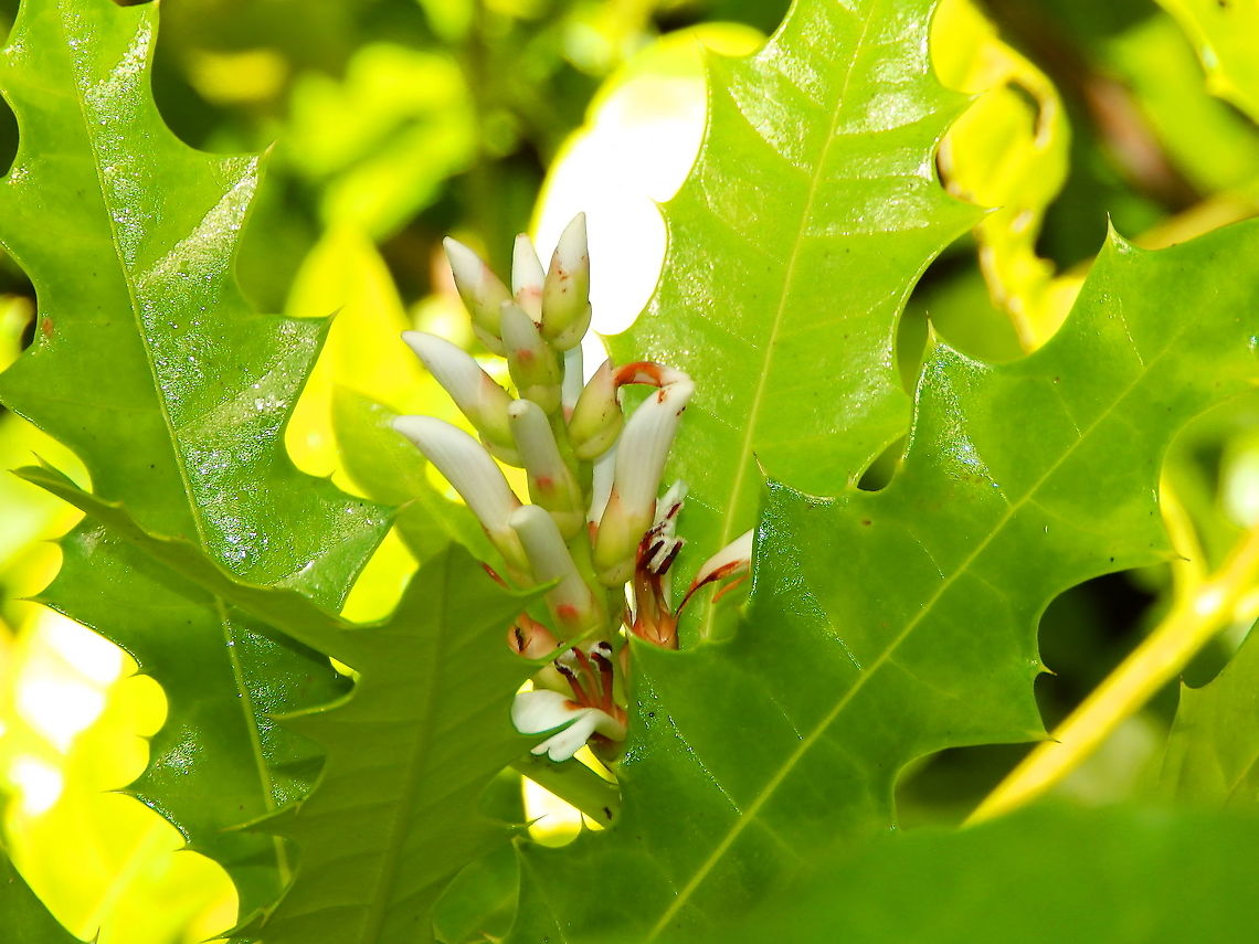 Acanthus ebracteatus <figure class="photo"><a href="https://www.jungledragon.com/image/110545/acanthus_ebracteatus.html" title="Acanthus ebracteatus"><img src="https://s3.amazonaws.com/media.jungledragon.com/images/2298/110545_thumb.JPG?AWSAccessKeyId=05GMT0V3GWVNE7GGM1R2&Expires=1763596810&Signature=0e%2FvfyopyrTmX%2FSBP2JccGM8Bfw%3D" width="200" height="150" alt="Acanthus ebracteatus  Acanthus ebracteatus,Fall,Geotagged,Indonesia" /></a></figure> Acanthus ebracteatus,Fall,Geotagged,Indonesia