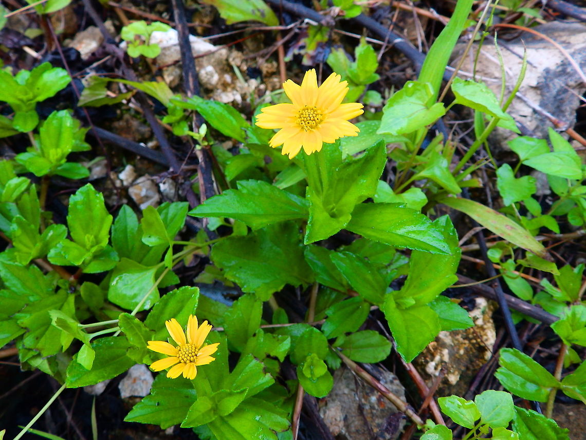 Sphagneticola trilobata Introduced species. Bay Biscayne creeping-oxeye,Fall,Geotagged,Indonesia,Sphagneticola trilobata