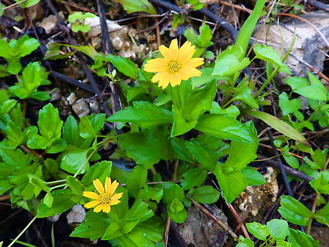 Sphagneticola trilobata Introduced species. Bay Biscayne creeping-oxeye,Fall,Geotagged,Indonesia,Sphagneticola trilobata