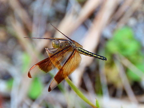 Neurothemis tullia  ♀ Tentative. Fall,Geotagged,Indonesia,Neurothemis tullia,Pied Paddy Skimmer