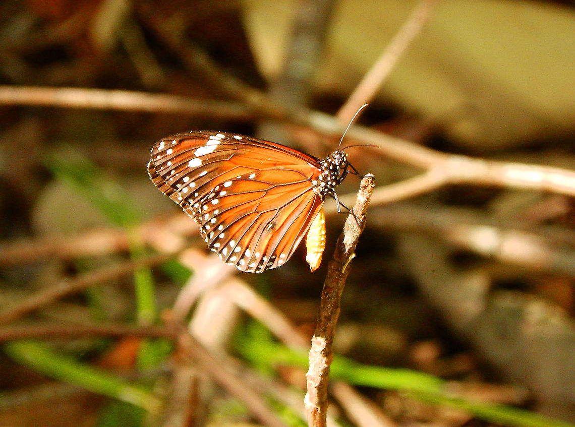 Mangrove tiger - Danaus affinis ssp maybe obscura This sp has a lot of varaibility at the subsp level. I think it could be ssp obscura pr ferruginea based on these links:<br />
<a href="http://www.norththailandbirding.com/pages/galleries/butterflies_c/id/id_butterflies_11.html" rel="nofollow">http://www.norththailandbirding.com/pages/galleries/butterflies_c/id/id_butterflies_11.html</a><br />
<a href="https://www.sugapa.org/wp-content/uploads/2019/03/Danaus-affinis-in-Papua-Indonesia-Henk-van-Mastrigt-SUGAPA-42-2009.pdf" rel="nofollow">https://www.sugapa.org/wp-content/uploads/2019/03/Danaus-affinis-in-Papua-Indonesia-Henk-van-Mastrigt-SUGAPA-42-2009.pdf</a><br />
 Danaus affinis,Fall,Geotagged,Indonesia,Mangrove tiger