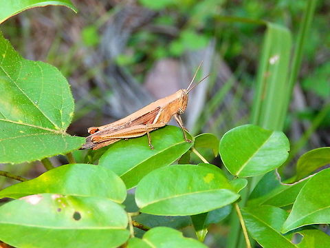 Grasshopper Stenocatantops splendens Top view:
https://www.jungledragon.com/image/110590/grasshopper.html
 Fall,Geotagged,Halmahera,Indonesia,Stenocatantops splendens,grasshopper