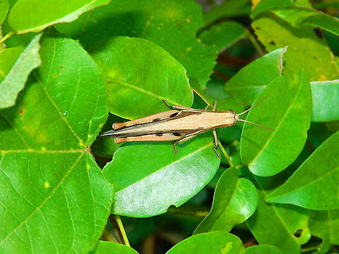 Grasshopper - Stenocatantops splendens Same grasshopper, top view
Side view, here:
https://www.jungledragon.com/image/110589/grasshopper.html Fall,Geotagged,Indonesia,Stenocatantops splendens